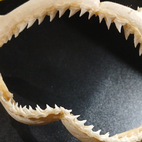Lemon Shark Jaw- 7" Wide X 3" Many Shark Teeth Educational Great For Classroom - Picture 3 of 6